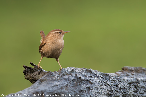 Portrait of a Wren Picture Board by Alan Tunnicliffe