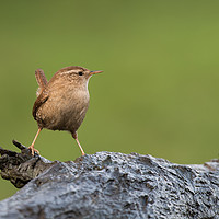 Buy canvas prints of Portrait of a Wren by Alan Tunnicliffe