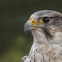 Buy canvas prints of Falcon by Alan Tunnicliffe