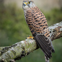 Buy canvas prints of Portrait of a kestrel by Alan Tunnicliffe
