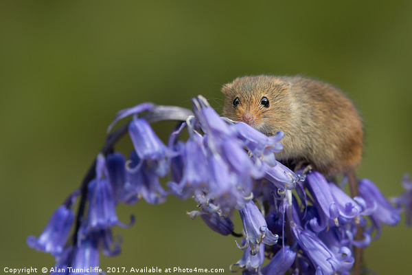 Harvest mouse on bluebells Picture Board by Alan Tunnicliffe
