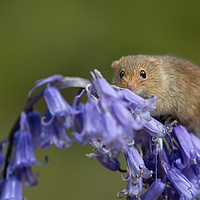 Buy canvas prints of Harvest mouse on bluebells by Alan Tunnicliffe