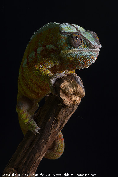 Panther chameleon Picture Board by Alan Tunnicliffe