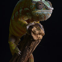 Buy canvas prints of Panther chameleon by Alan Tunnicliffe