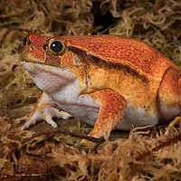 Buy canvas prints of Tomato frog by Alan Tunnicliffe