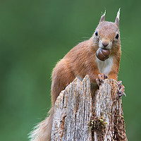Buy canvas prints of Red squirrel by Alan Tunnicliffe