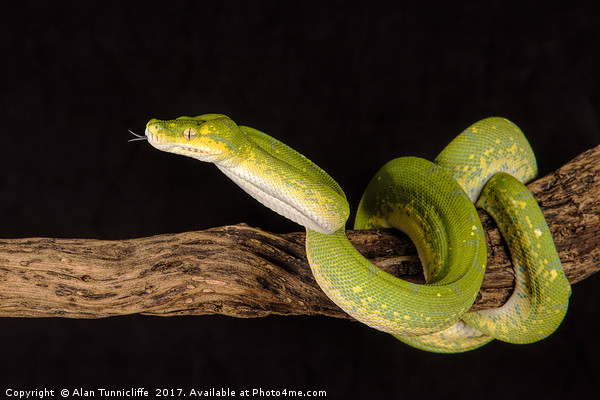 Green Tree Python Picture Board by Alan Tunnicliffe