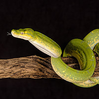Buy canvas prints of Green Tree Python by Alan Tunnicliffe