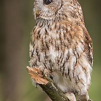 Buy canvas prints of Tawny owl by Alan Tunnicliffe