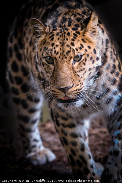 Leopard on the prowl Picture Board by Alan Tunnicliffe