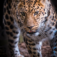 Buy canvas prints of Leopard on the prowl by Alan Tunnicliffe