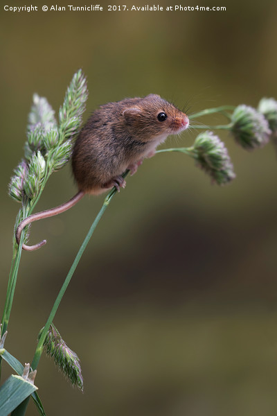Harvest mouse Picture Board by Alan Tunnicliffe