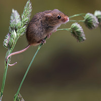 Buy canvas prints of Harvest mouse by Alan Tunnicliffe