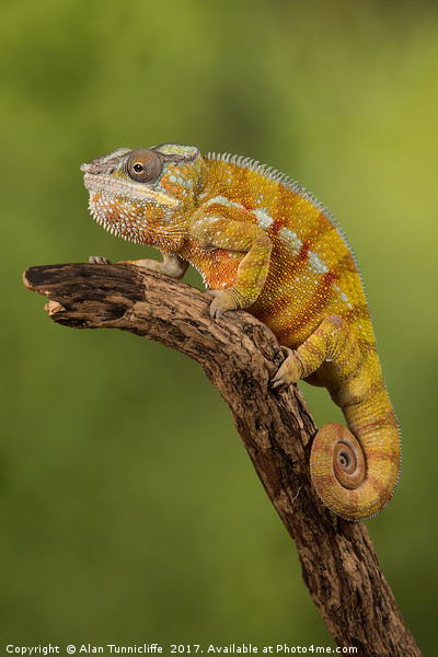 Panther chameleon Picture Board by Alan Tunnicliffe