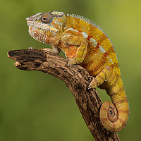 Buy canvas prints of Panther chameleon by Alan Tunnicliffe