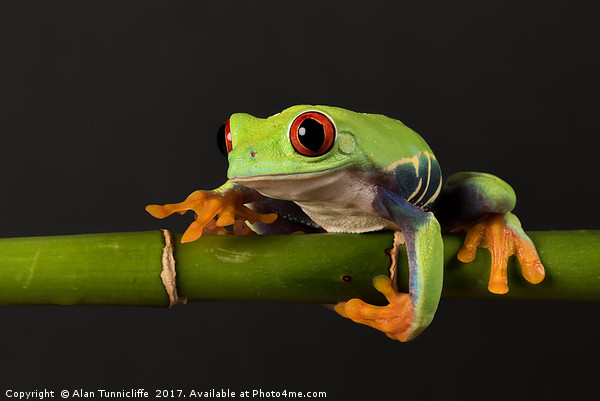 Red-eyed tree frog Picture Board by Alan Tunnicliffe
