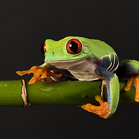 Buy canvas prints of Red-eyed tree frog by Alan Tunnicliffe