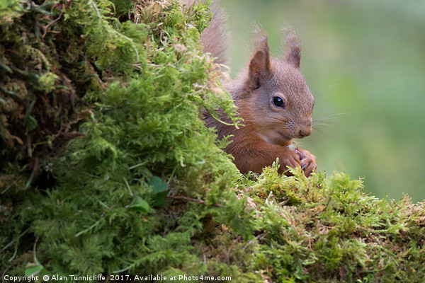 Shy red squirrel Picture Board by Alan Tunnicliffe