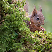 Buy canvas prints of Shy red squirrel by Alan Tunnicliffe