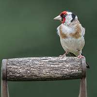 Buy canvas prints of Goldfinch by Alan Tunnicliffe