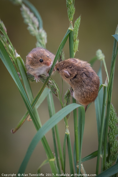 Harvest mice playing Picture Board by Alan Tunnicliffe