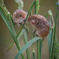 Buy canvas prints of Harvest mice playing by Alan Tunnicliffe