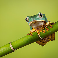 Buy canvas prints of Super Tiger Leg Monkey Tree Frog by Alan Tunnicliffe