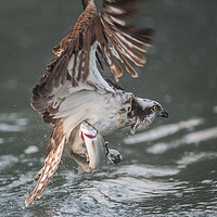 Buy canvas prints of Osprey by Alan Tunnicliffe