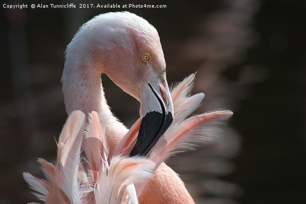 Chilean flamingo Picture Board by Alan Tunnicliffe