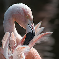 Buy canvas prints of Chilean flamingo by Alan Tunnicliffe