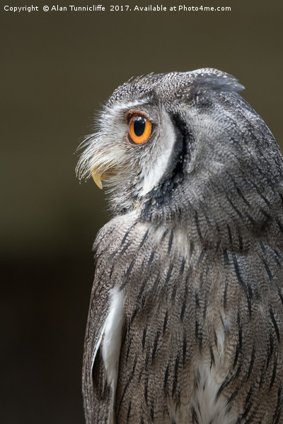 Indian scops owl Picture Board by Alan Tunnicliffe