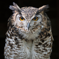 Buy canvas prints of MacKinders eagle owl by Alan Tunnicliffe