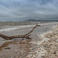 Buy canvas prints of Driftwood on a deserted beach by Alan Tunnicliffe