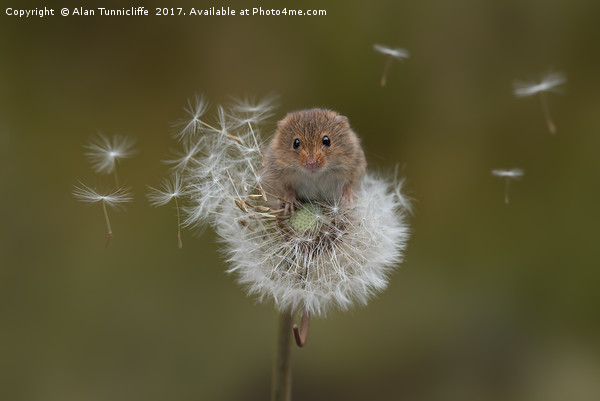  Eurasian harvest mouse (Micromys minutus) Picture Board by Alan Tunnicliffe