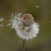 Buy canvas prints of  Eurasian harvest mouse (Micromys minutus) by Alan Tunnicliffe