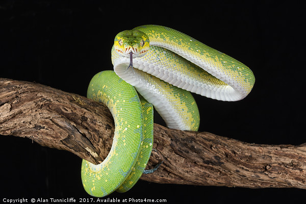 Green tree python Picture Board by Alan Tunnicliffe