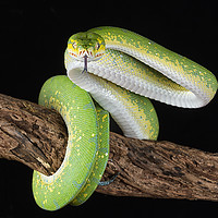 Buy canvas prints of Green tree python by Alan Tunnicliffe
