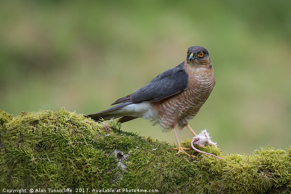 Male sparrowhawk Picture Board by Alan Tunnicliffe