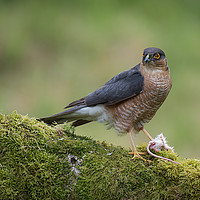 Buy canvas prints of Male sparrowhawk by Alan Tunnicliffe