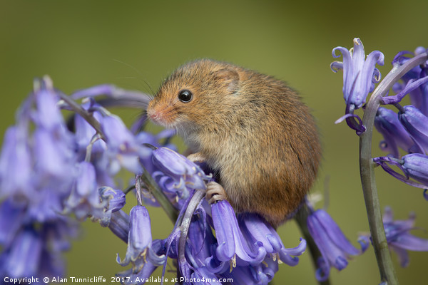 Harvest mouse Picture Board by Alan Tunnicliffe