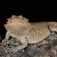 Buy canvas prints of Bearded dragon by Alan Tunnicliffe