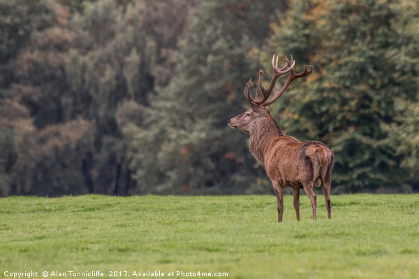 Red deer stag Picture Board by Alan Tunnicliffe