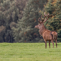 Buy canvas prints of Red deer stag by Alan Tunnicliffe