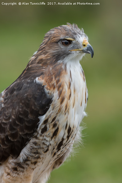 Red tailed hawk Picture Board by Alan Tunnicliffe