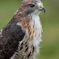 Buy canvas prints of Red tailed hawk by Alan Tunnicliffe