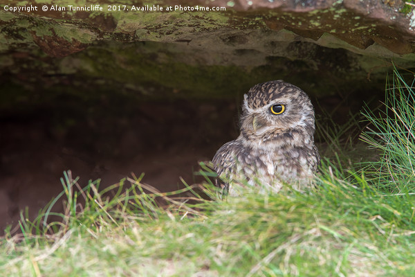 Burrowing owl Picture Board by Alan Tunnicliffe