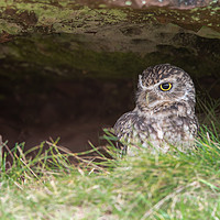 Buy canvas prints of Burrowing owl by Alan Tunnicliffe
