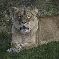 Buy canvas prints of Lioness by Alan Tunnicliffe