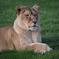 Buy canvas prints of Lioness portrait by Alan Tunnicliffe