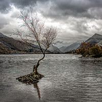 Buy canvas prints of Majestic Solitude by Alan Tunnicliffe